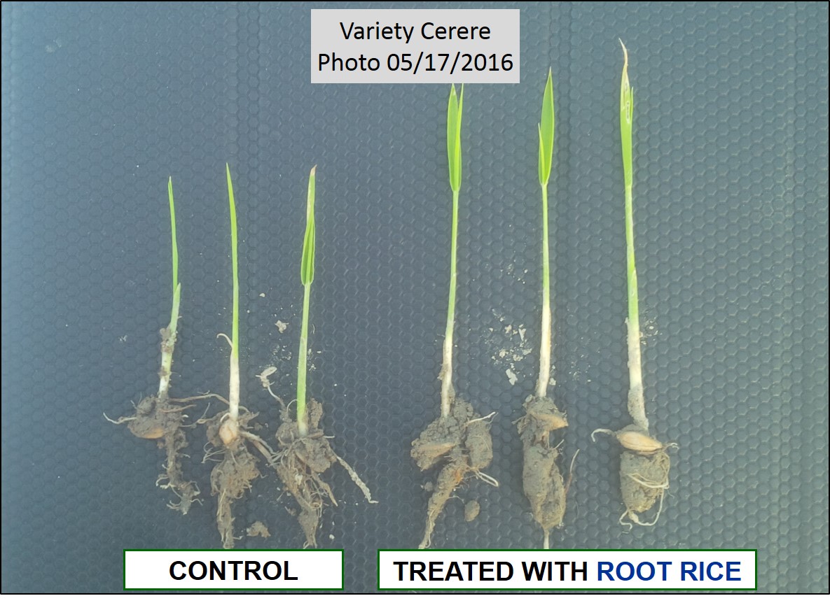 Comparation of rice plants treated with ROOT RICE and Control